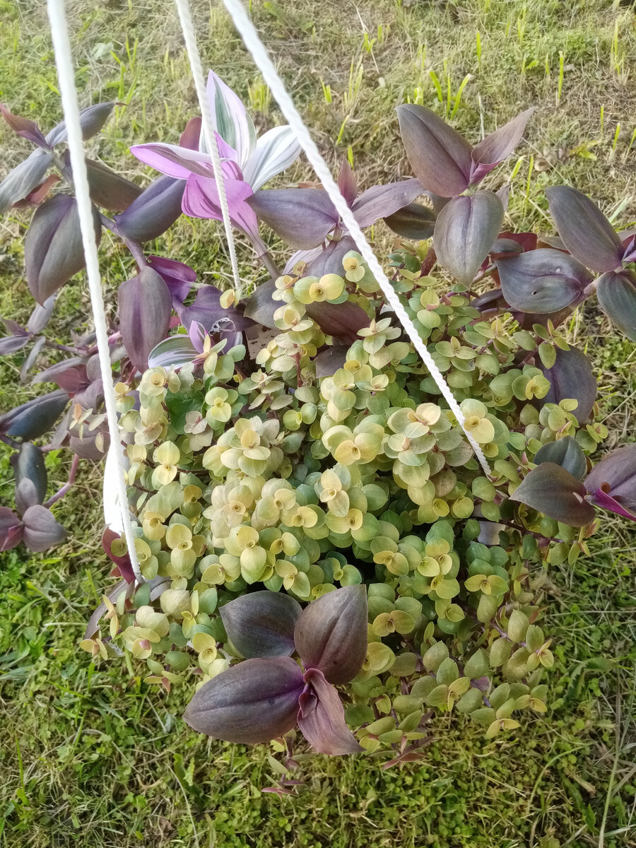 А это середина лета