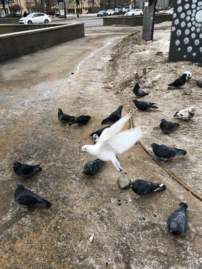 Фото автора. Городские голуби.