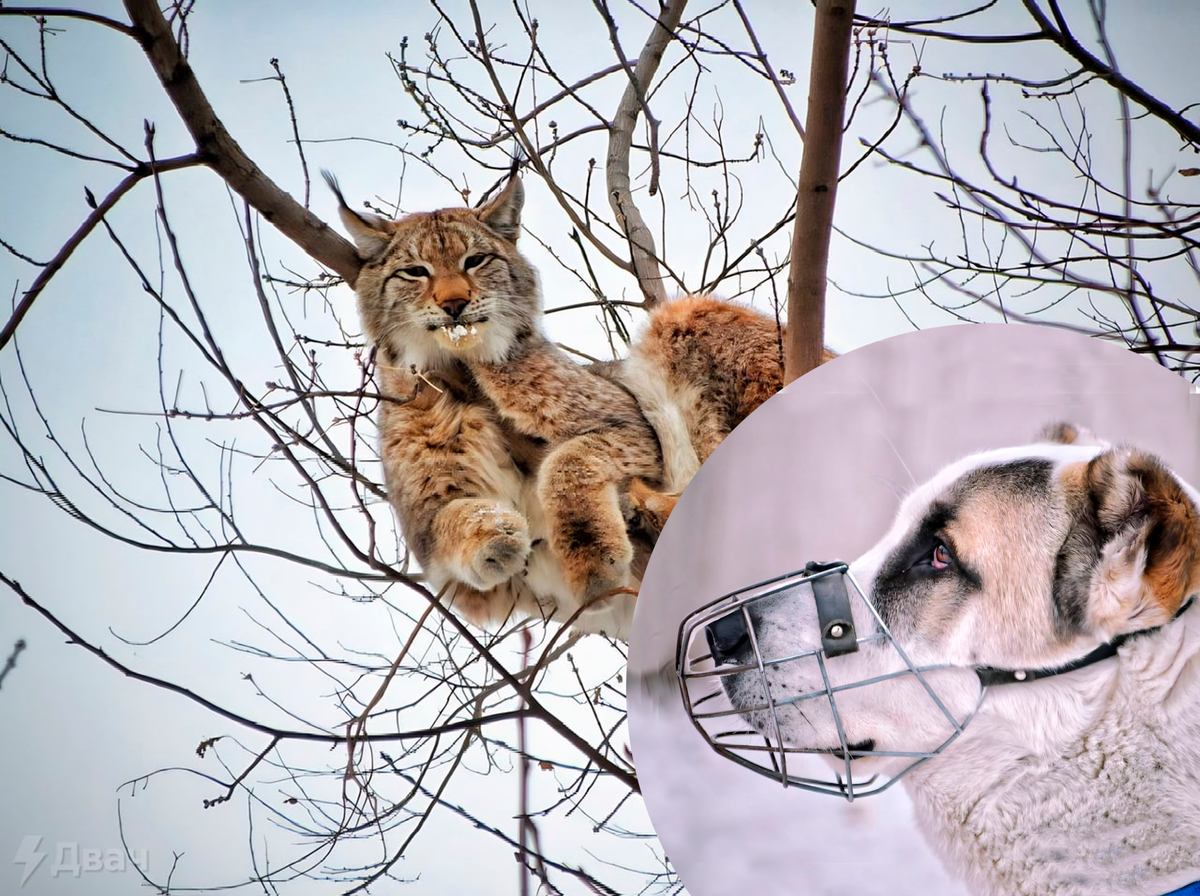собака загнала рысь на столб