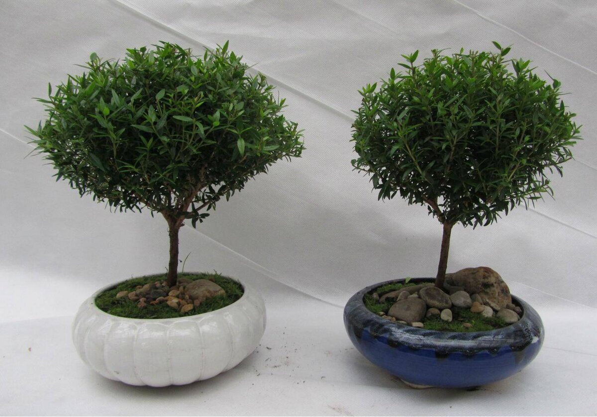 Myrtus communis var Leucocarpa Мирт белоплодный