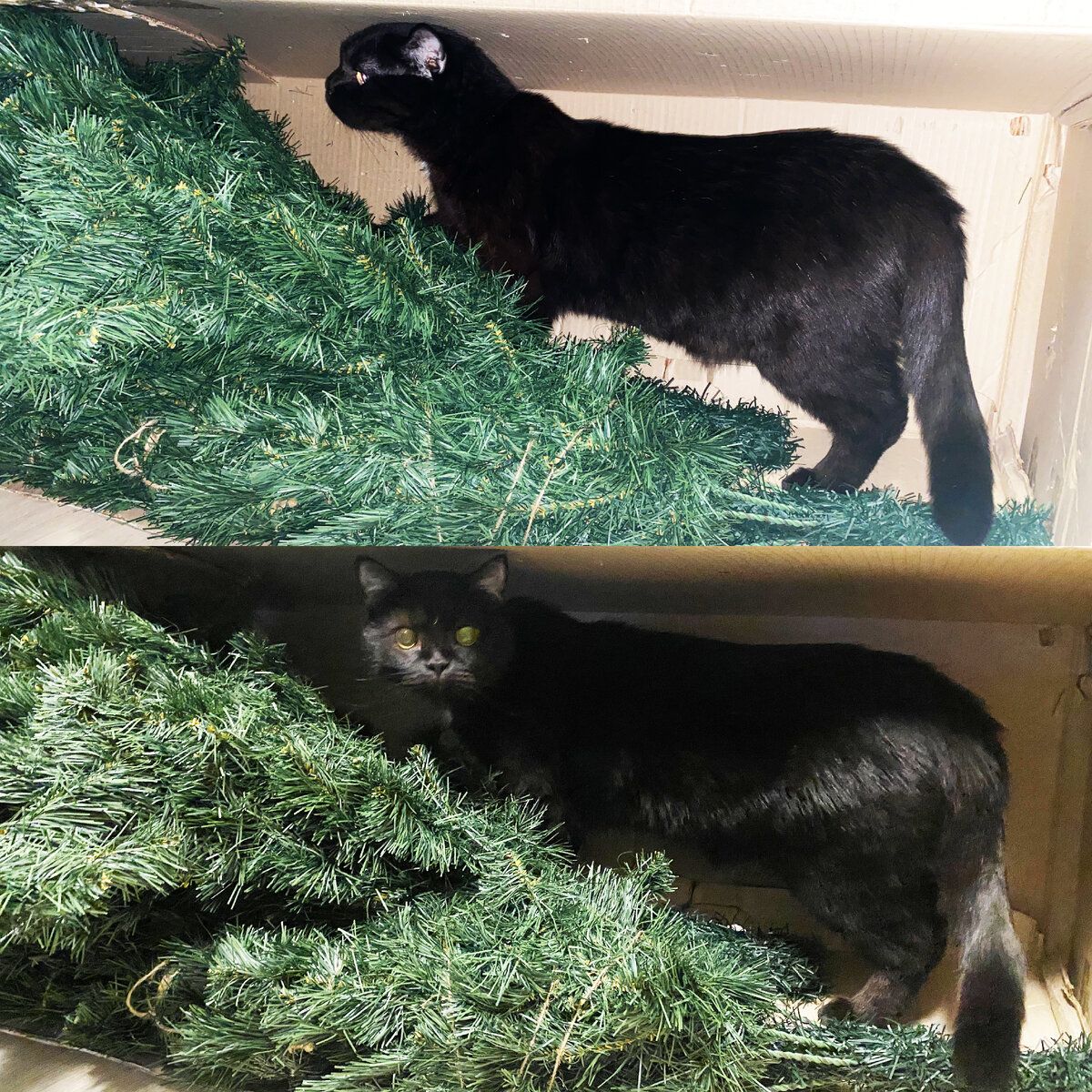 Фото из личного архива: кот набросился на ёлку