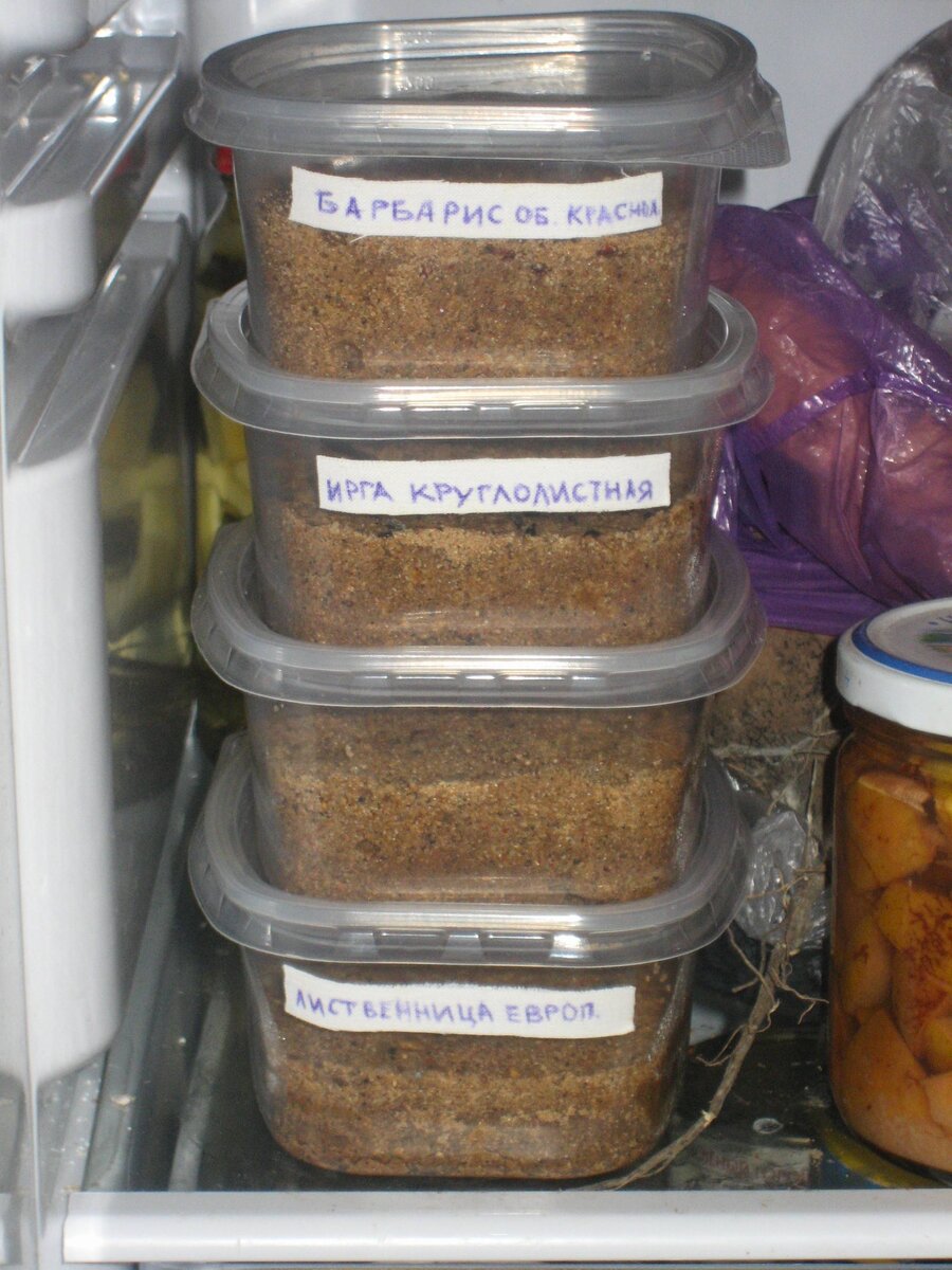 Песок насыпаю на 1/2-2/3 высоты. Так и для корней места хватит (а, скажем, у деревьев росток маленький, а корень неожиданно длинный и мощный, ему место надо. Ну а цветам и 1/2 хватит