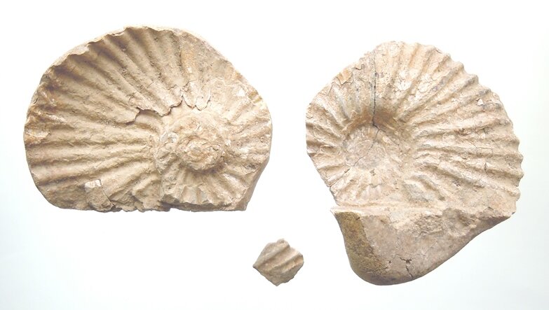 Этот осколок как бы сердолика уже известен множеству читателей Википедии, а благодаря копирайтерам, ещё и большему их количеству. Но сейчас он определяется как кварц, подвергнувшийся воздействию огнём.-38