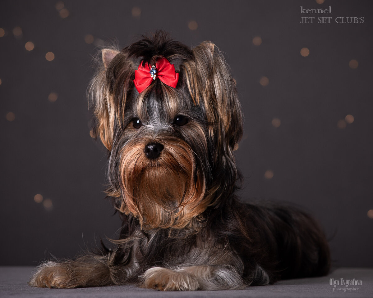 Фотограф Евграфова Ольга, Йоркширский терьер выпускник питомника Jet Set Club's 