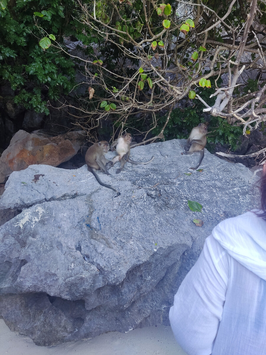 Макаки-крабоеды