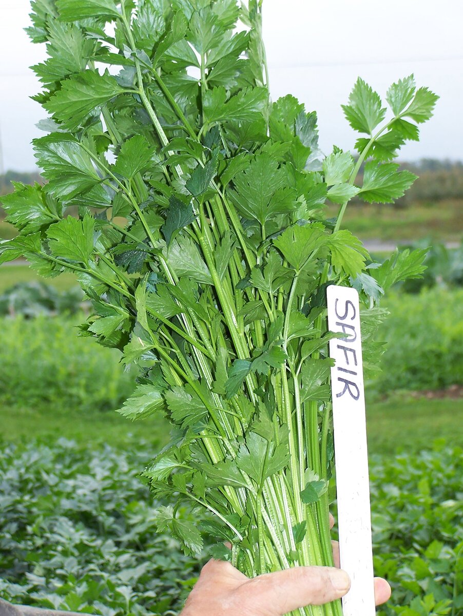 Фото William Dam Seeds