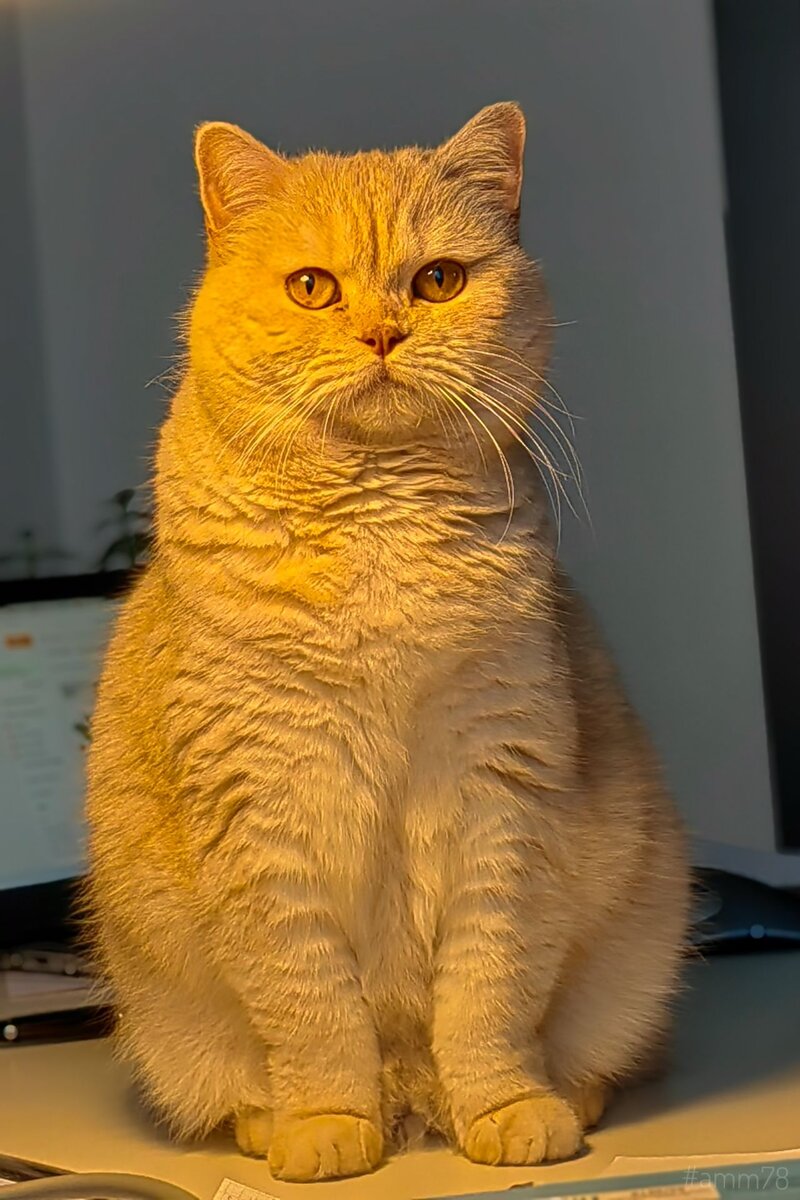Huawei P50 Pro; режим "Диафрагма"; f/4 ; Зум х3