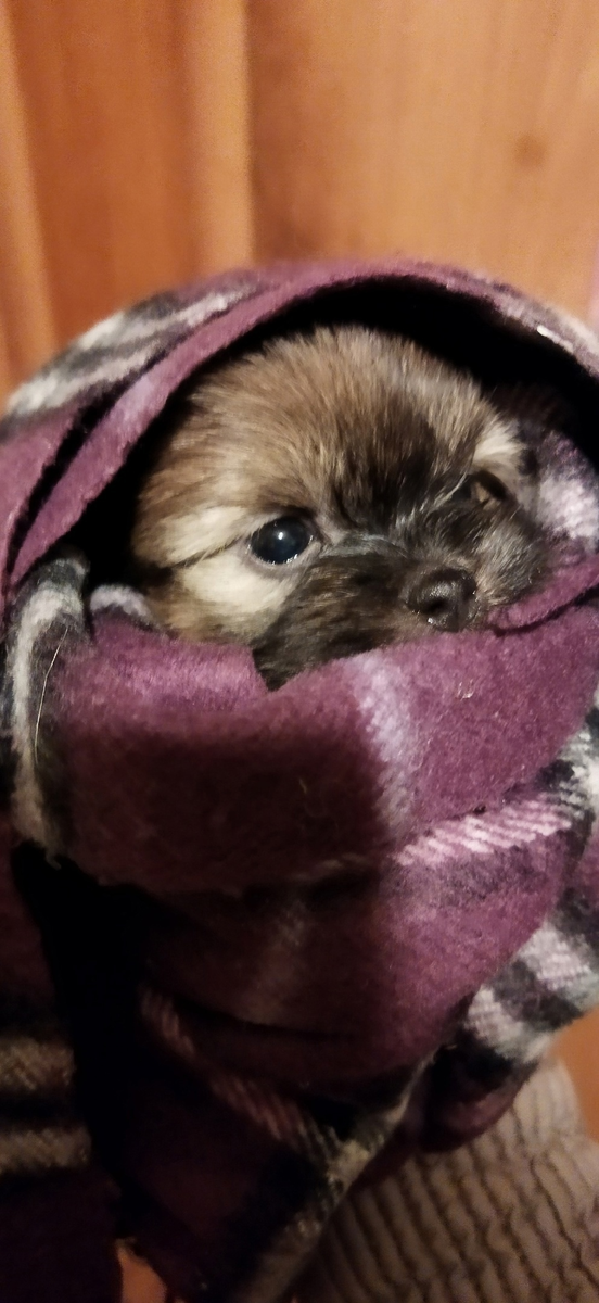 Наш "волкодав"