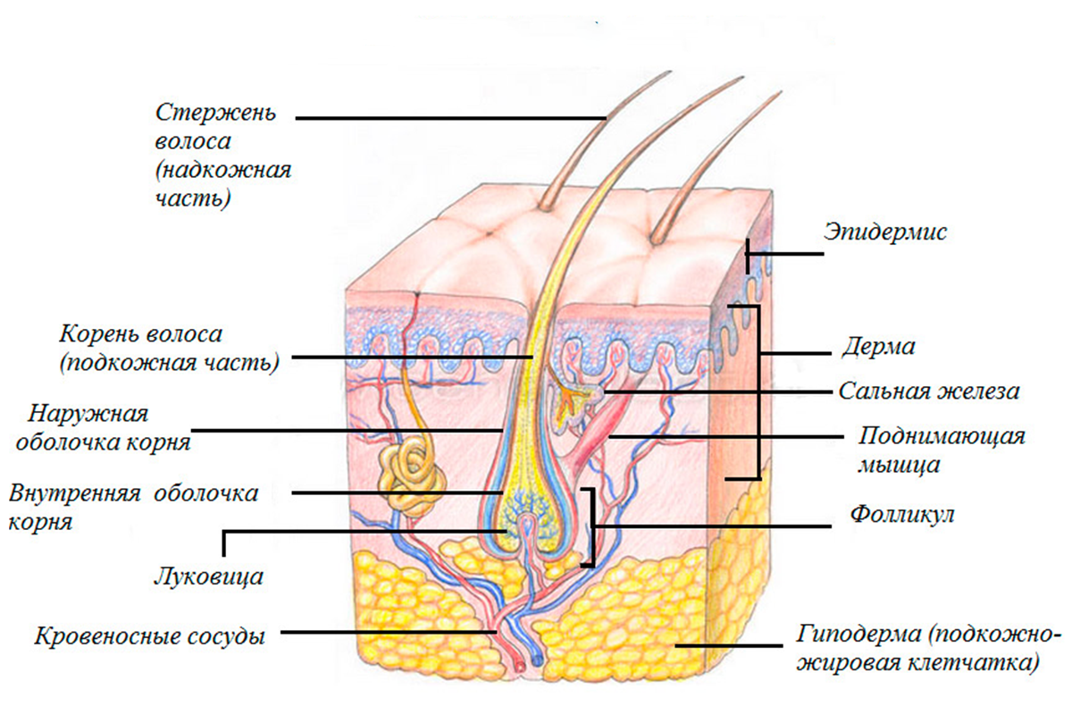 Строение волосяного фолликула схема