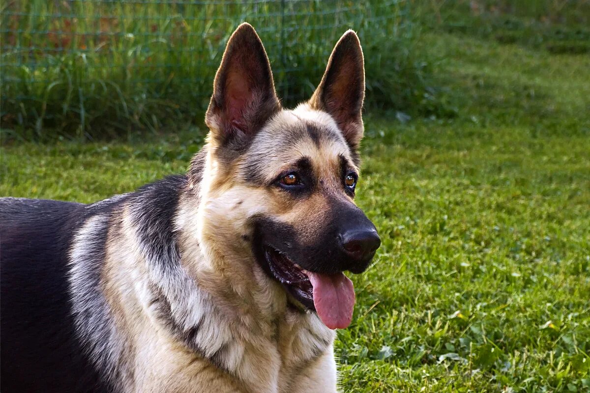 Восточноевропейская овчарка