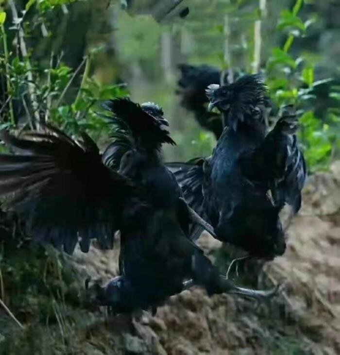 Яньцзиньская курица с черными костями