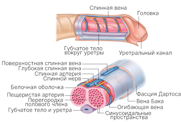 Расстройства сексуального поведения у мужчин