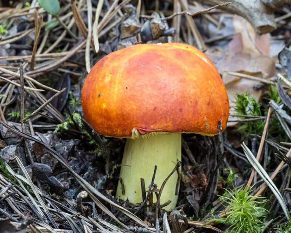 Russula aurea