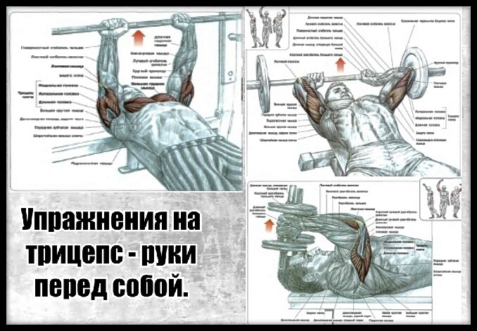 Тренировка груди и трицепса в один день | MuscleFit