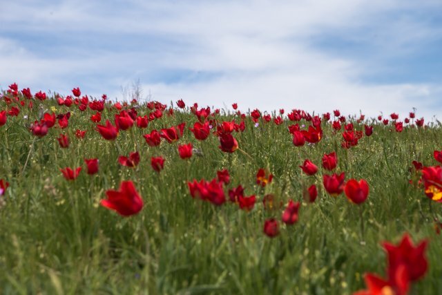    В чём изюминка заповедника в Ростовской области?