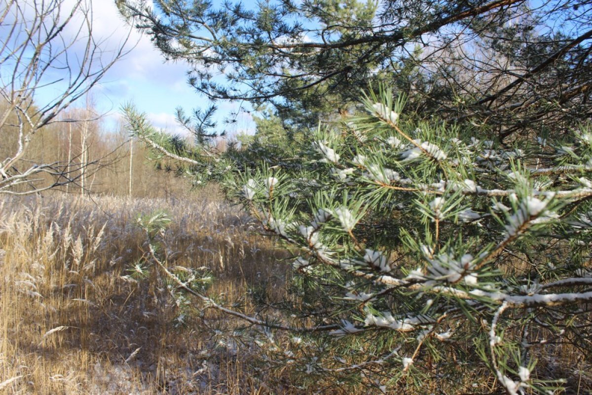    Жители Карачаево-Черкесии не верят властям и продолжают защищать лес