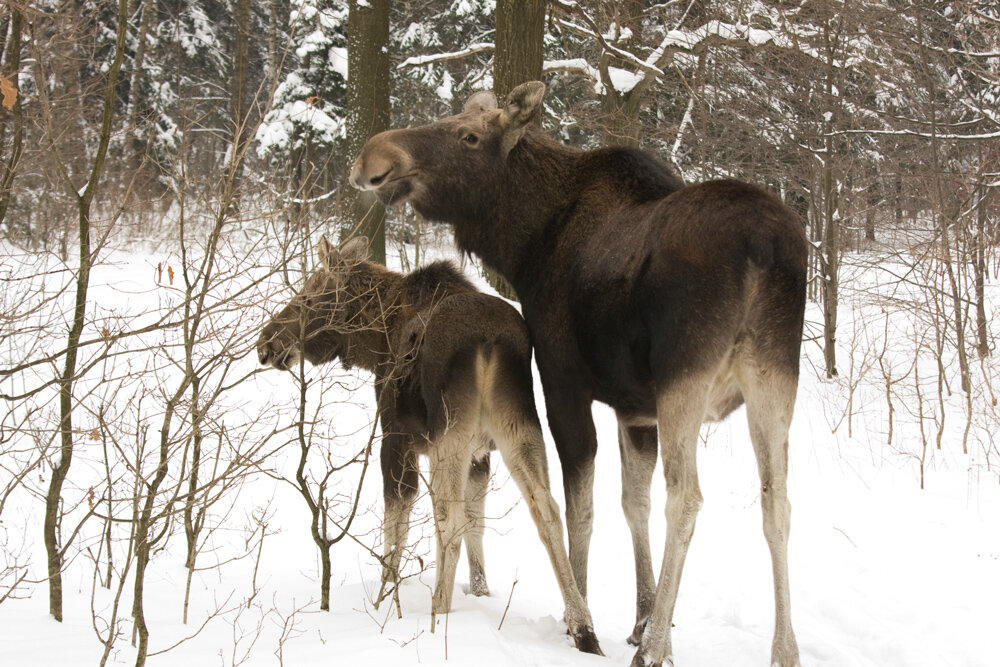 Из свободных источников.