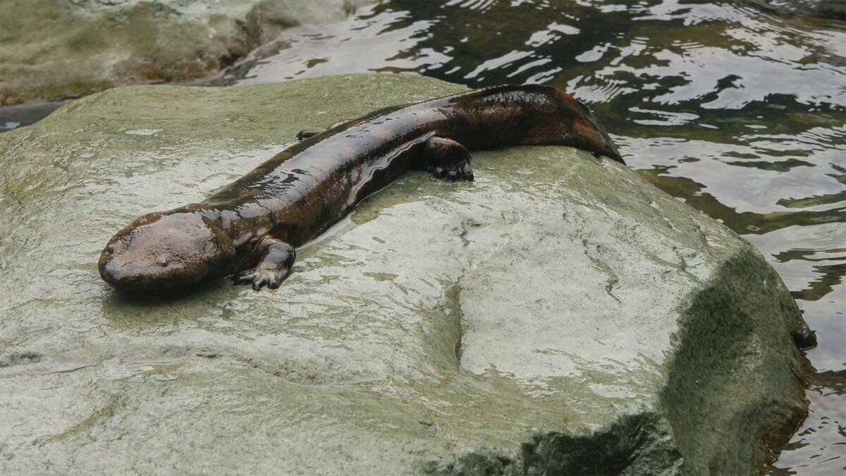 Аллеганский скрытожаберник: Крупная хищная саламандра диких водоёмов США.  По-настоящему хтоническое чудище | Книга животных | Дзен