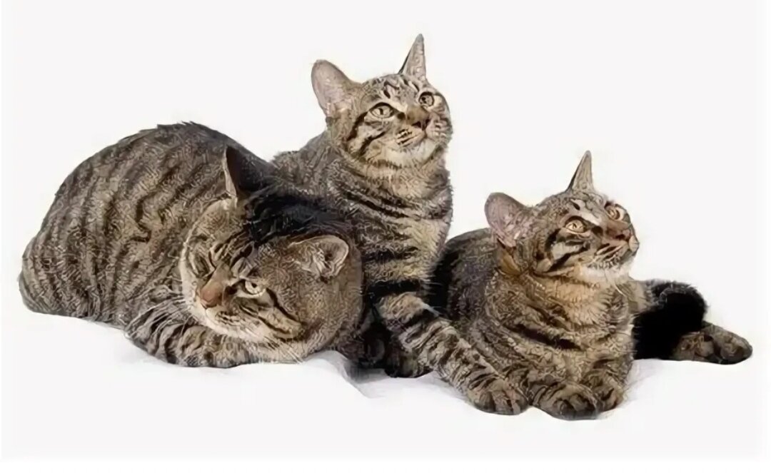 Это самая редкая кошка на земле