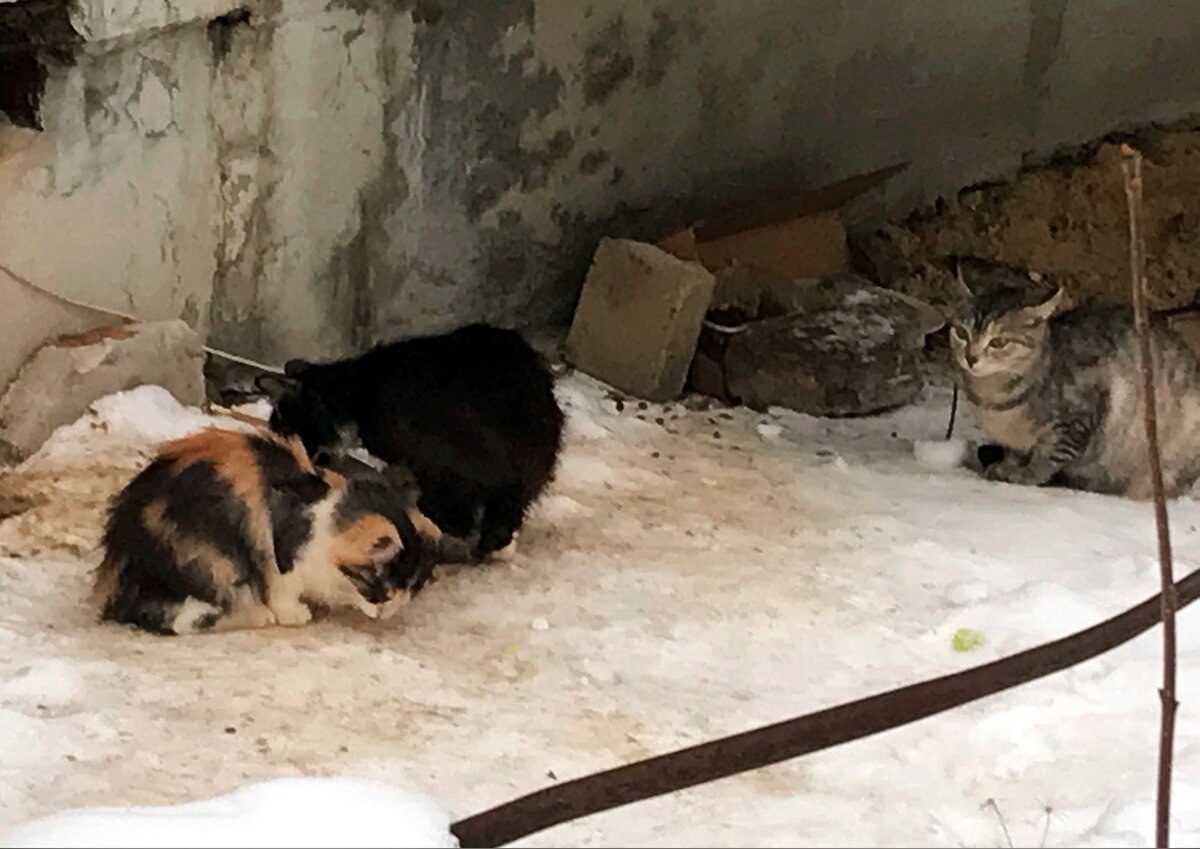 Как живут котята