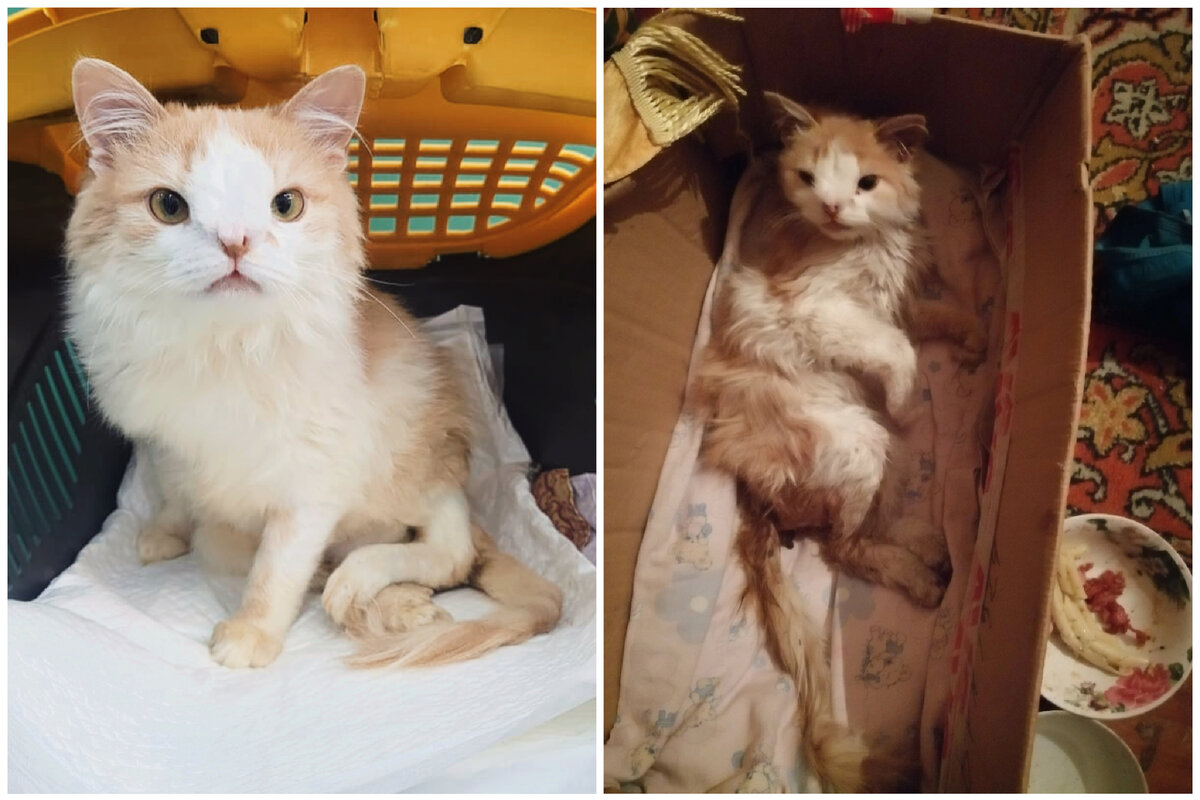 Справа Левушка до спасения, слева после 