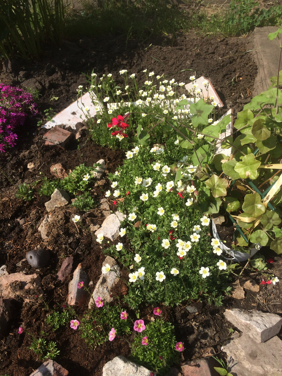 Камнеломка, энотера и примула. | Цветущий сад Татьяны | Дзен