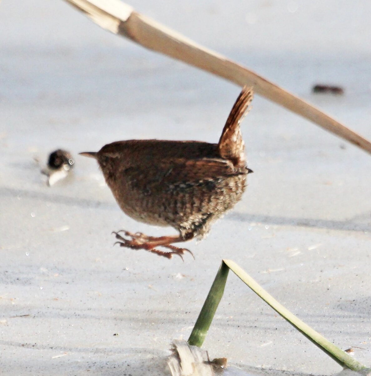 Тройной тулуп от крапивника.