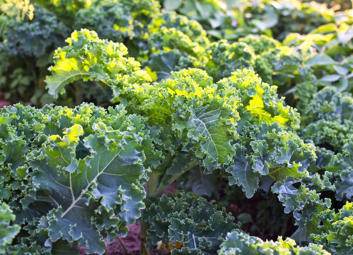    Капуста кале