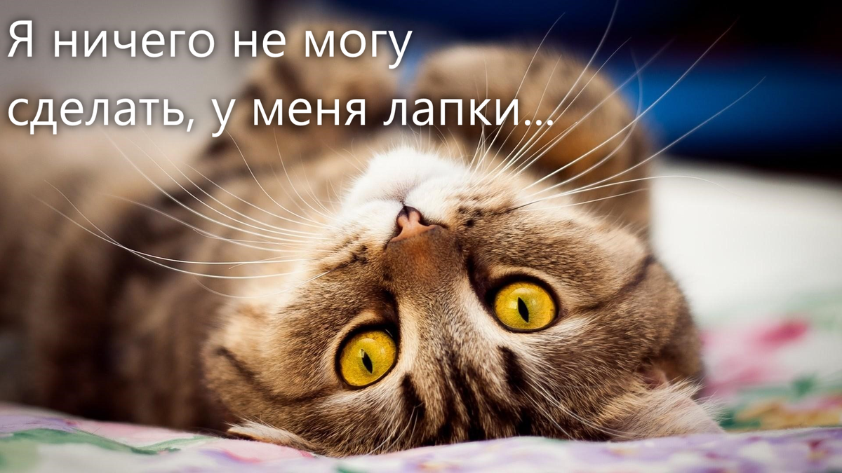 лапки - они такие...
