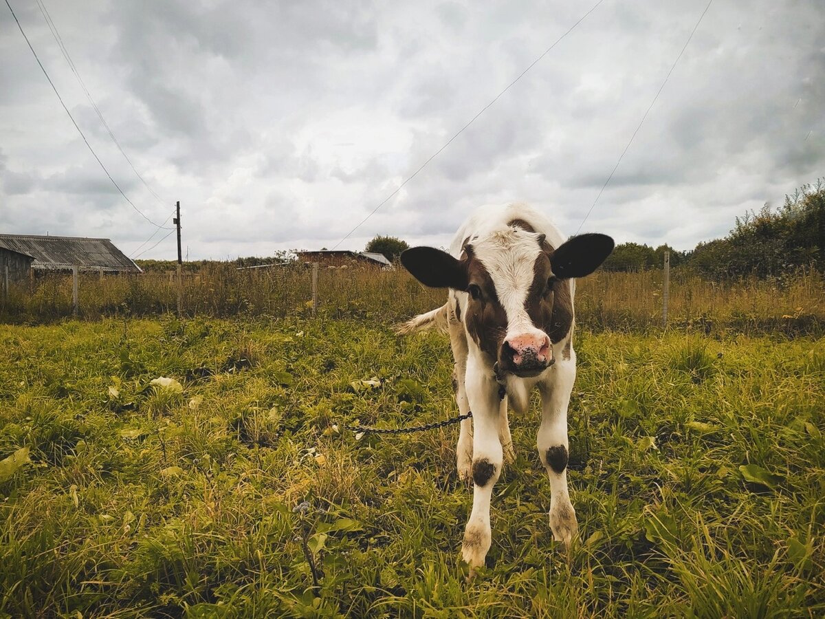Фото: Вести Тверь.
