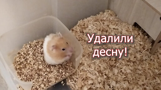 Хомяки дзен