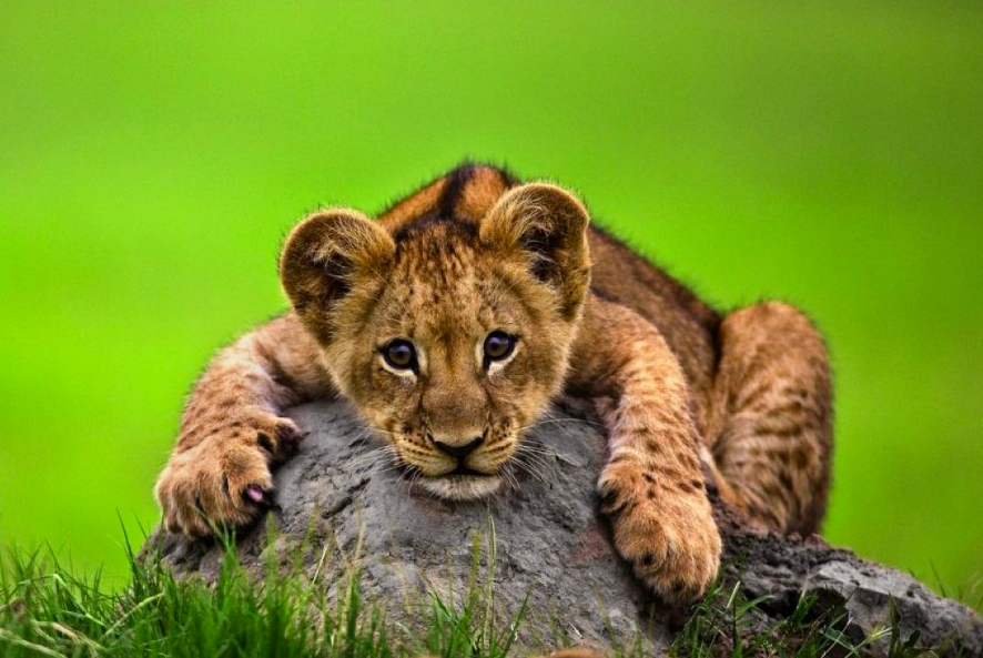 Фото: Беверли Жубер