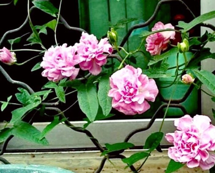 Калистегия плющелистная flore pleno описание. Калистегия пушистая. Калистегия махровая семена. Калистегия плющелистная флоре плена. Калистегия пушистая.