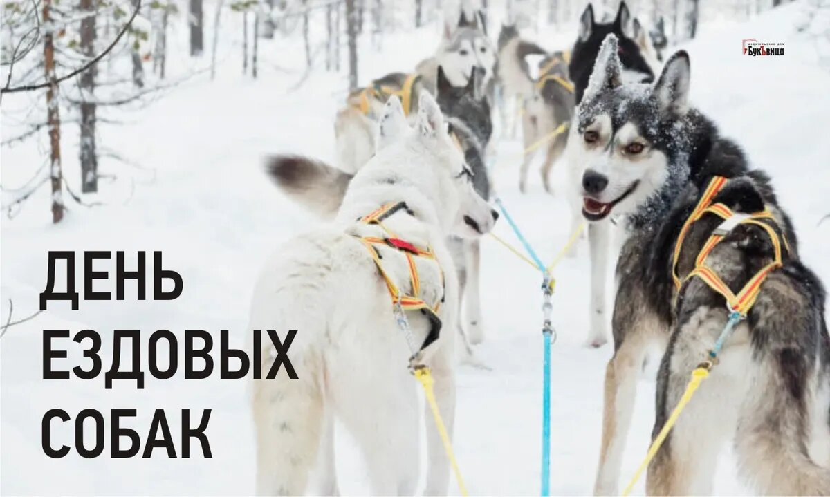 День ездовых собак. Иллюстрация: «Весь Искитим»