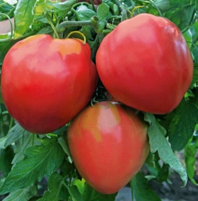 Воловье сердце