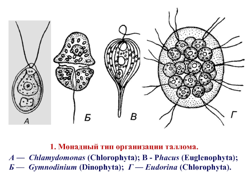 Монадный таллом. Монадный Тип таллома. Типы дифференциации таллома водорослей. Формы организации таллома водорослей.