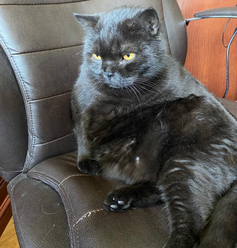 Зоопсихолог Театра кошек Куклачева об идеальном доме для кота ...