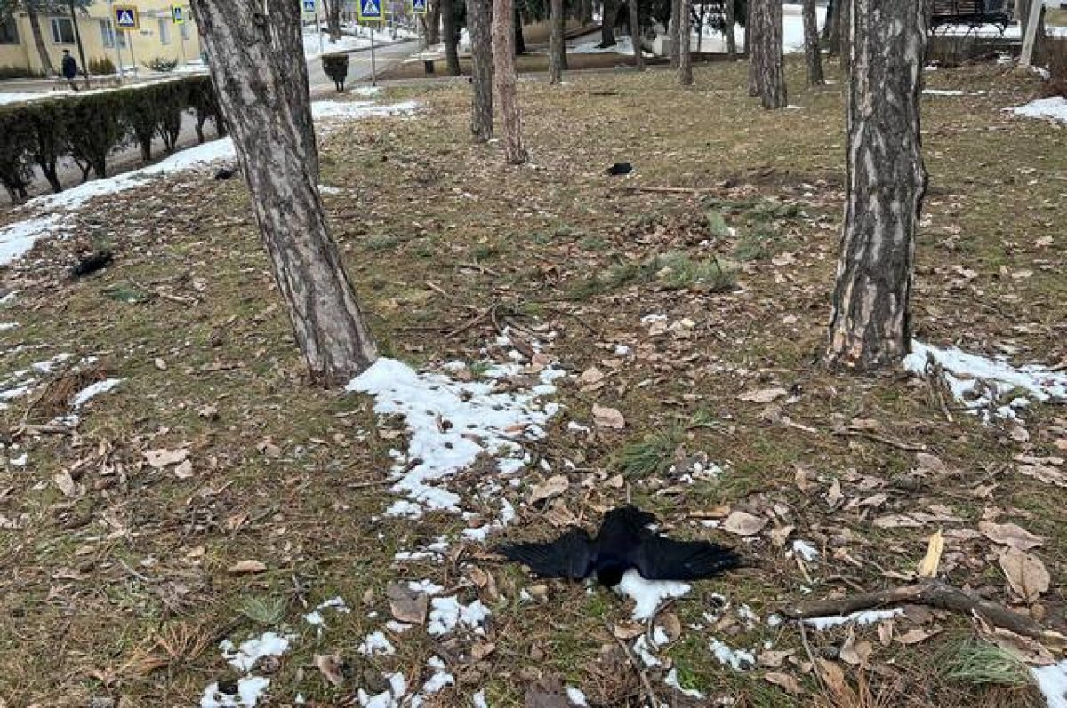    В Пятигорске ветеринары выясняют причины загадочной гибели около 30 ворон