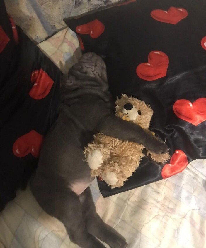 -Я не мимими, я бойцовый! 