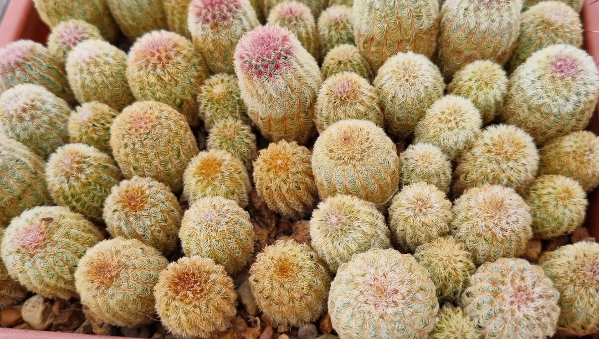   Echinocereus rigidissimus