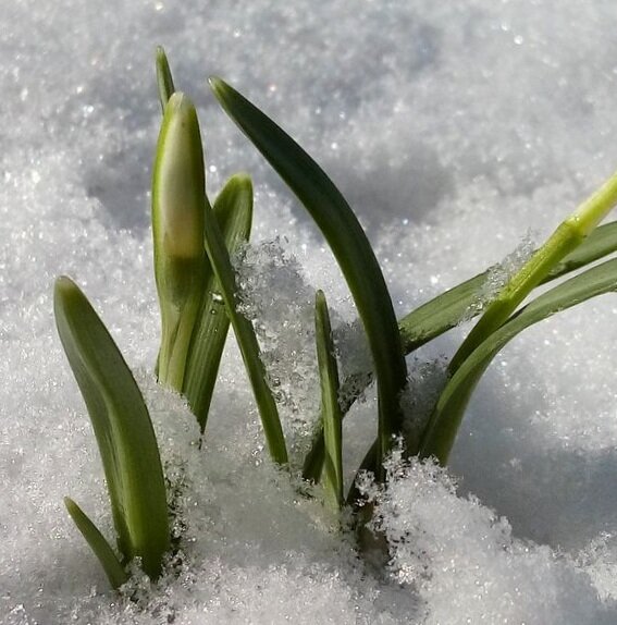 Хочу весну.