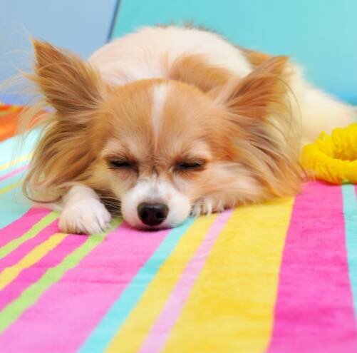 Утрата аппетита у собаки