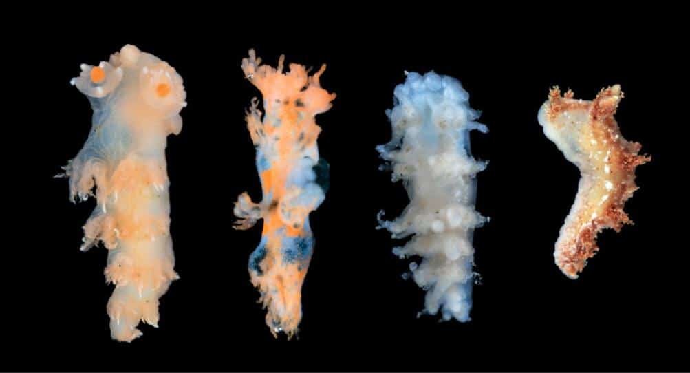    Новые для науки виды Dendronotus pseudodalli, Dendronotus chishima, Dendronotus sp. 1, Dendronotus sp. 2  / © Анастасия Майорова