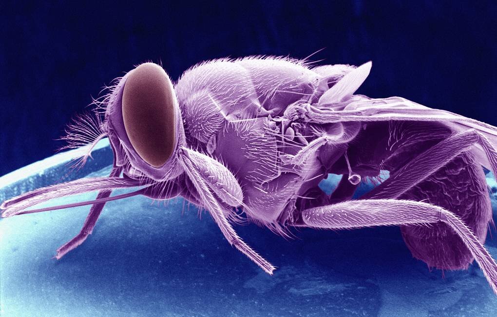 Муха цеце © BSIP/UIG Via Getty Images 