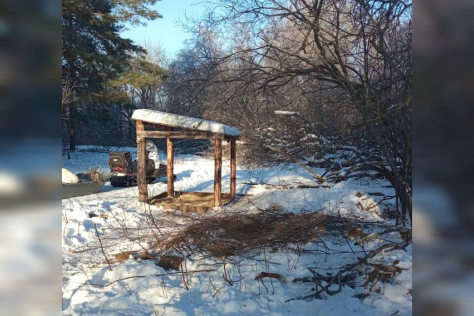     Дикие свиньи самостоятельно обустраивают для себя гнездо возле подкормочной площадки. Фото: Бузулукский бор