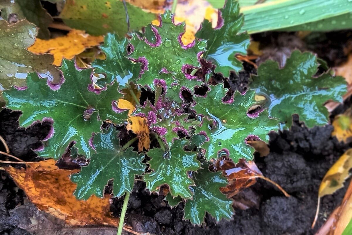 У настоящей бабульки в Переславле на рынке вечером за 100 рублей