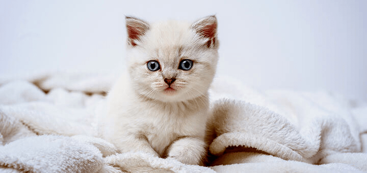 КАК ПРИУЧИТЬ КОТЕНКА К ЛОТКУ 
Приучение к туалету — один из основных навыков, которые должен освоить котенок. Чтобы неприятные кошачьи «сюрпризы» не испортили вещи и настроение, питомца необходимо приучить к лотку. Сделать это не так сложно, и в этом помогут наши рекомендации.