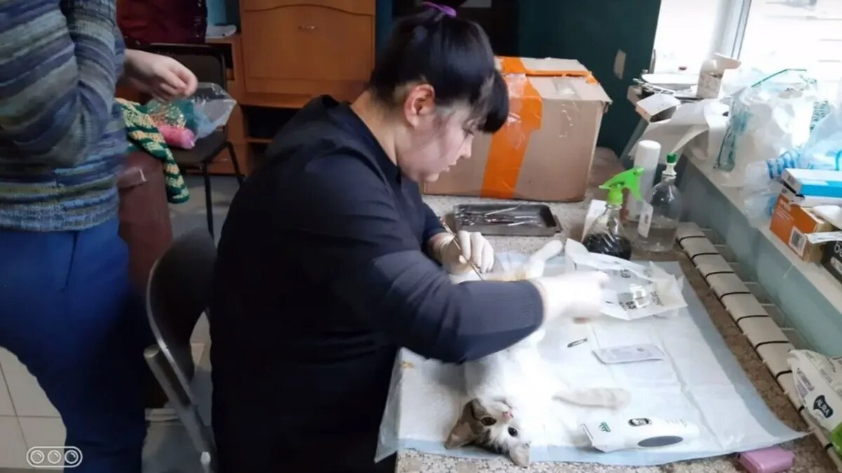 Обычный стол стал операционным. Фото: vk.com/perm.vetdrug