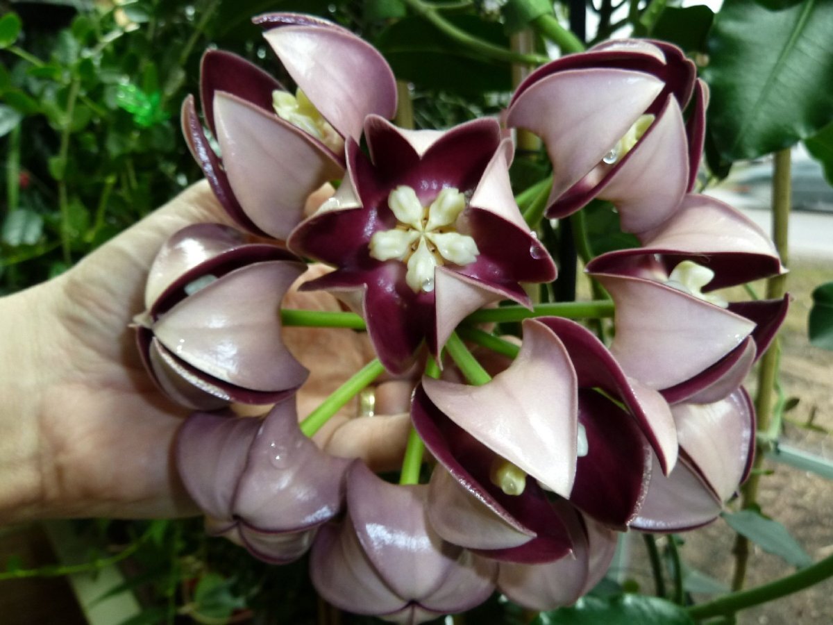 Hoya Imperialis сиреневый