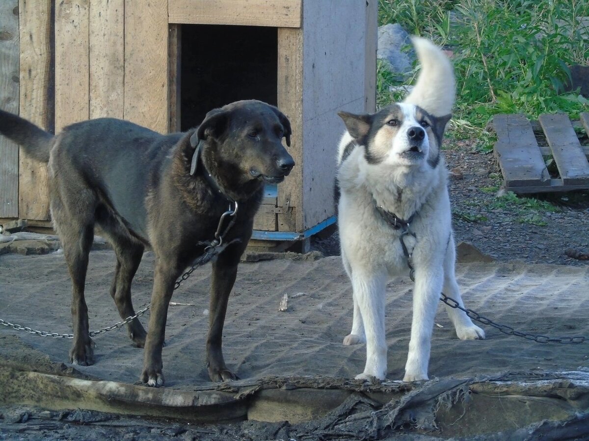 Я ЖУЖА 🐶хочу успеть стать домашней, любимой, нужной! | Приют для собак  Воркута | Дзен